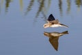 Bird on the fly drinks water with reflection Royalty Free Stock Photo