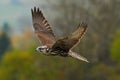 Bird in fly. Flying falcon with forest in the background. Lanner Falcon, bird of prey, animal in the nature habitat, Germany. Bird