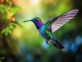 Bird in fly. Flying hummingbird. Action wildlife scene from nature. Hummingbird from Costa Rica in tropic forest