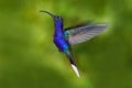 Bird in fly. Flying hummingbird. Action wildlife scene from nature. Hummingbird from Costa Rica in tropic forest. Flying big blue