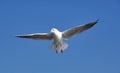 Bird fly goal sky blue sunny day seagull