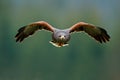 Bird in fly. Harris Hawk, Parabuteo unicinctus, landing. Wildlife animal scene from nature. Bird, face flyght. Flying bird of prey