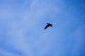 Bird fly in the sky Royalty Free Stock Photo