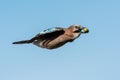 Eurasian jay in the sky, Sweden Royalty Free Stock Photo