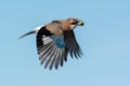 Eurasian jay in the sky, Sweden Royalty Free Stock Photo