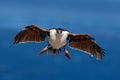 Bird in fly wit blue ocean. Imperial Shag, Phalacrocorax atriceps, cormorant in flight, dark blue sea and sky, Falkland Islands. W Royalty Free Stock Photo