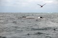 Bird flying above a humpback whale in Machalilla National Park