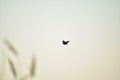Bird flying above lake Wannsee water in Wannsee Berlin Germany Royalty Free Stock Photo
