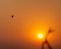 Bird flying across the sky during Sunrise