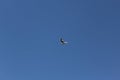 A bird flying alone in the blue winter sky of Aswan