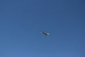 A bird flying alone in the blue winter sky of Aswan