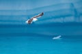 Bird Flying Amongst the Icebergs