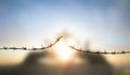 Bird flying and barbed wire at morning sunrise background Royalty Free Stock Photo