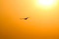 A Bird Flying In A Beautiful Sky Royalty Free Stock Photo