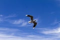 Bird flying in a sunny day Royalty Free Stock Photo