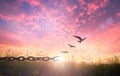 Bird flying and broken chains at autumn mountain sunset Royalty Free Stock Photo