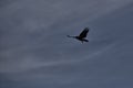 A bird flying with the cloudy sky in the background Royalty Free Stock Photo