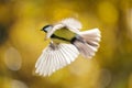 Bird flying on colorful background. The great tit