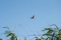 The bird flying and defecates. Birds poops. The common tern Sterna hirundo is a seabird in the family Laridae