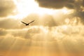 Bird Flying Divine Flight Silhouette Inspirational Soaring Spiritual Golden Sunset Sun Rays Royalty Free Stock Photo