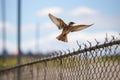 a bird flying freely over a barbed wire fence Royalty Free Stock Photo
