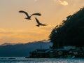 Bird flying freely in evening at Ine no funaya, Kyoto, Japan