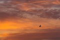 A Bird Flying In Front Of Clouds In A Fiery Sky