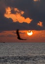 Bird flying in front of the setting sun in the evening Royalty Free Stock Photo