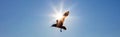 Bird Flying In Front of The Sun in a Blue Sky Royalty Free Stock Photo