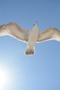 Bird flying in front of the sun Royalty Free Stock Photo