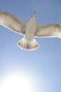 Bird flying in front of the sun Royalty Free Stock Photo