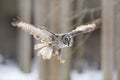 Bird flying. Great Grey Owl, Strix nebulosa, flight in the forest, blurred trees in background. Wildlife animal scene from nature. Royalty Free Stock Photo