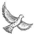 Bird flying hand drawn. Ink black and white drawing. Sketch Vector