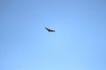 A bird flying high above Royalty Free Stock Photo