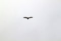 A bird flying high above Royalty Free Stock Photo