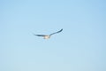 Bird flying high in blue sky Royalty Free Stock Photo