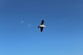 Bird flying high in clear blue sky