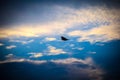 Bird flying high in the sky, bird flying, black bird flying, Royalty Free Stock Photo