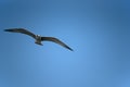 Bird flying high in sky Royalty Free Stock Photo