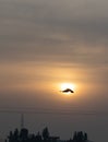 A bird flying in front of the setting sun in the sky. Royalty Free Stock Photo