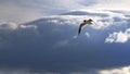 Bird flying and looking down ready to dive