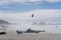 Bird flying at misty scenic panorama view over beach with trunks and wood at Tofino Vancouver island