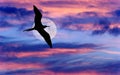 Bird Flying Moon Royalty Free Stock Photo