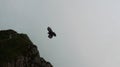 A bird flying in the mountains
