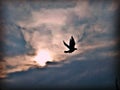 A bird flying in opne sunset sky Royalty Free Stock Photo
