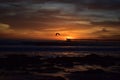 Bird flying into the orange cloudy sunset over the ocean