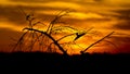 Bird flying out of tree at Sunrise Royalty Free Stock Photo