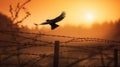 Bird flying over a barbed wire fence at sunset Royalty Free Stock Photo