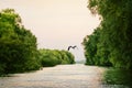 Heron bird flying over Delta canal Royalty Free Stock Photo