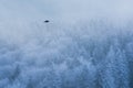 Bird flying over frosty forest. Blue hour in winter time Carpathian Mountains Royalty Free Stock Photo